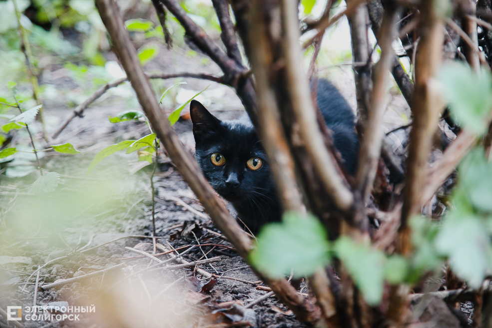 kitty