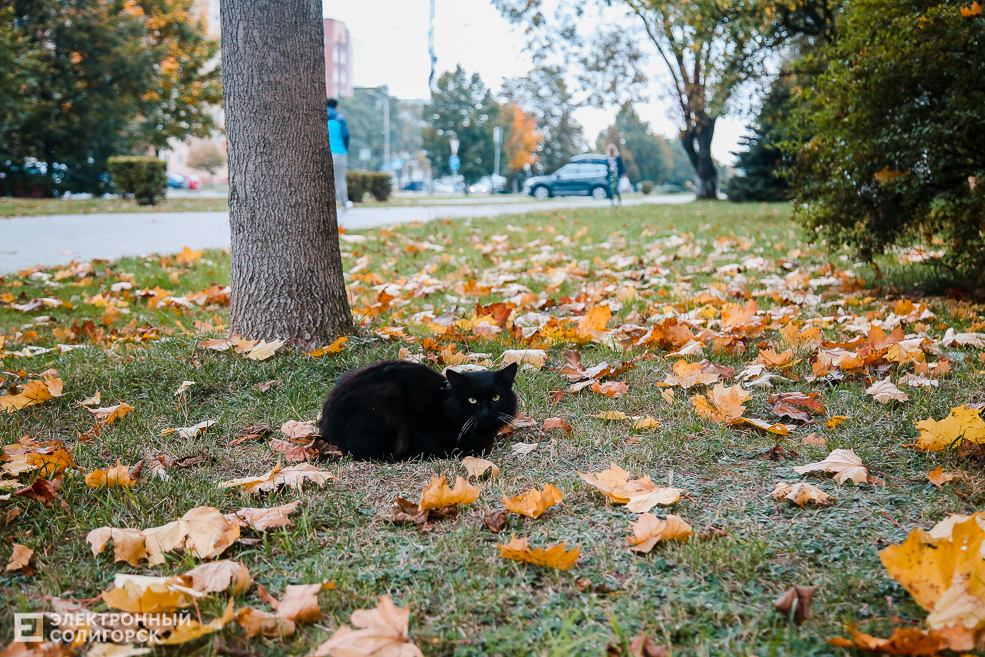 kitty 1