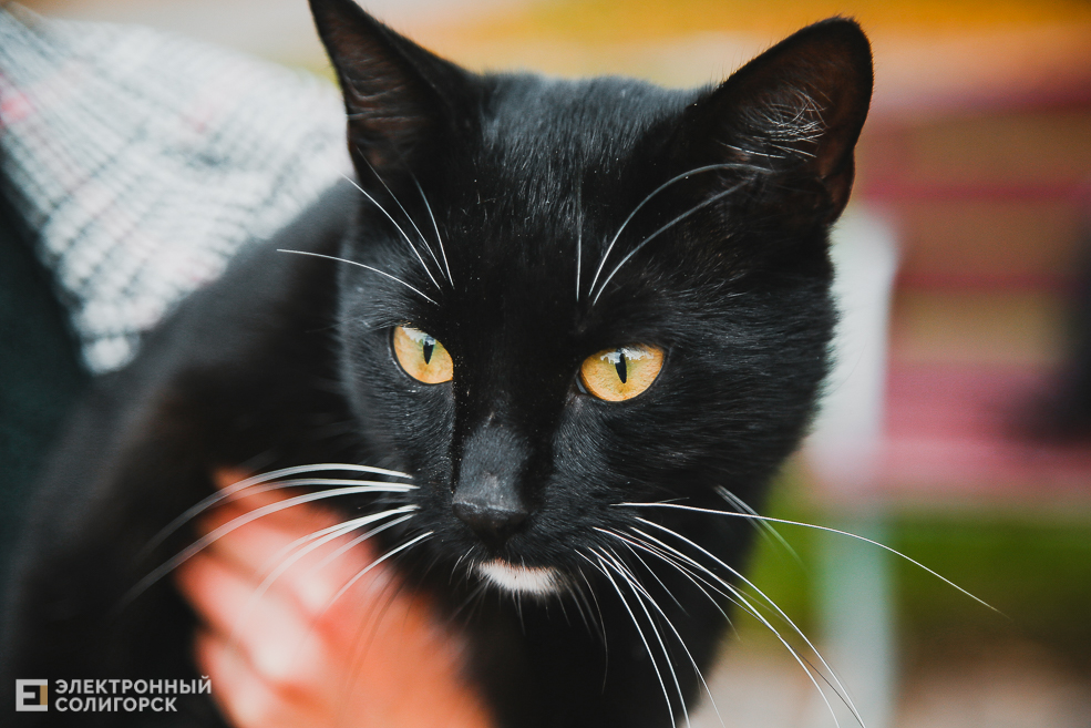 kitty 10