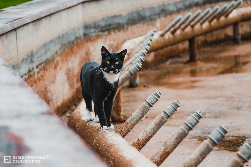 kitty 11