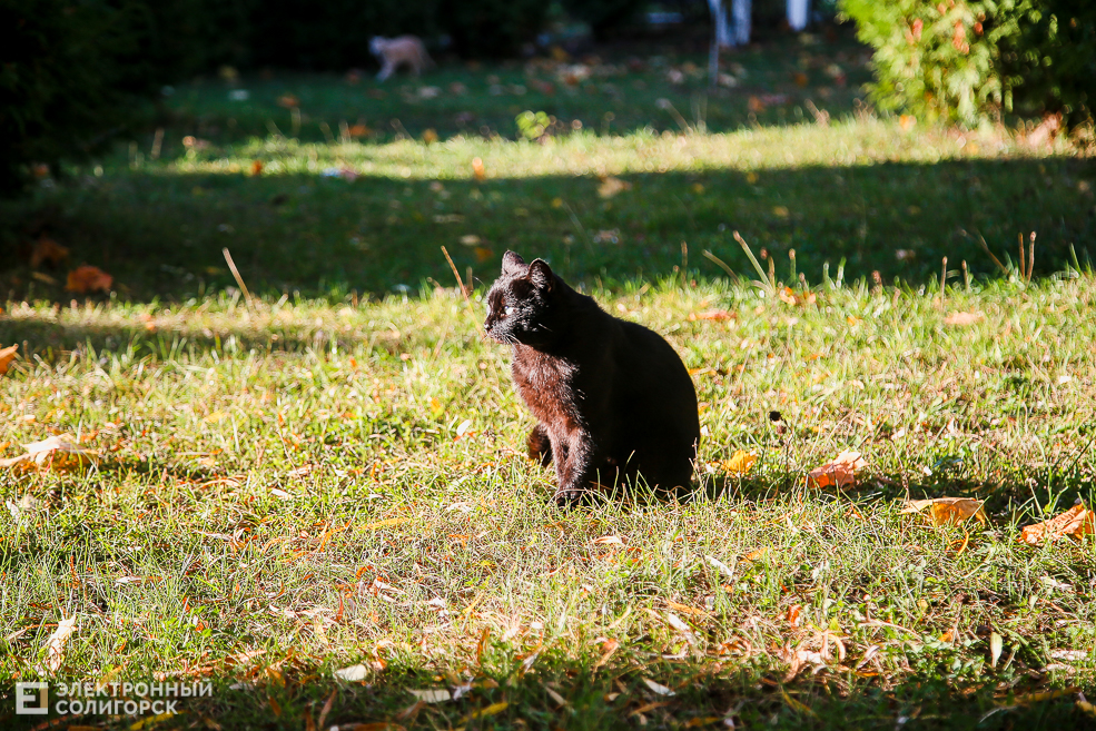 kitty 12