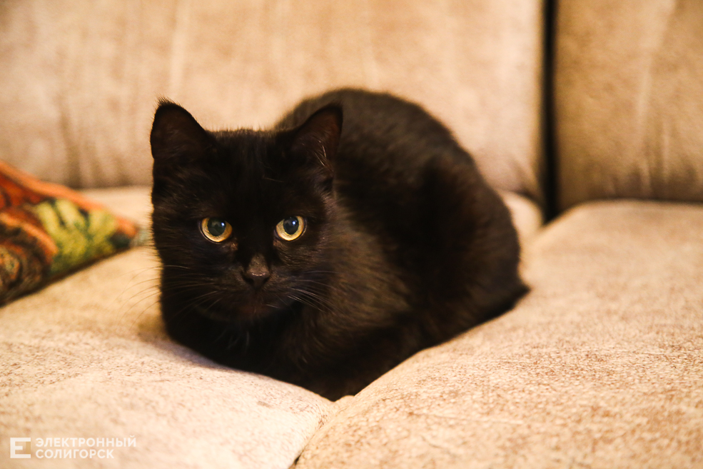 kitty 4