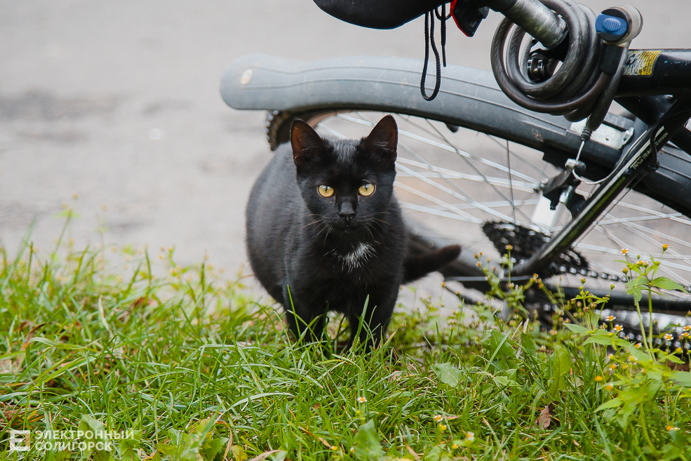 kitty 6