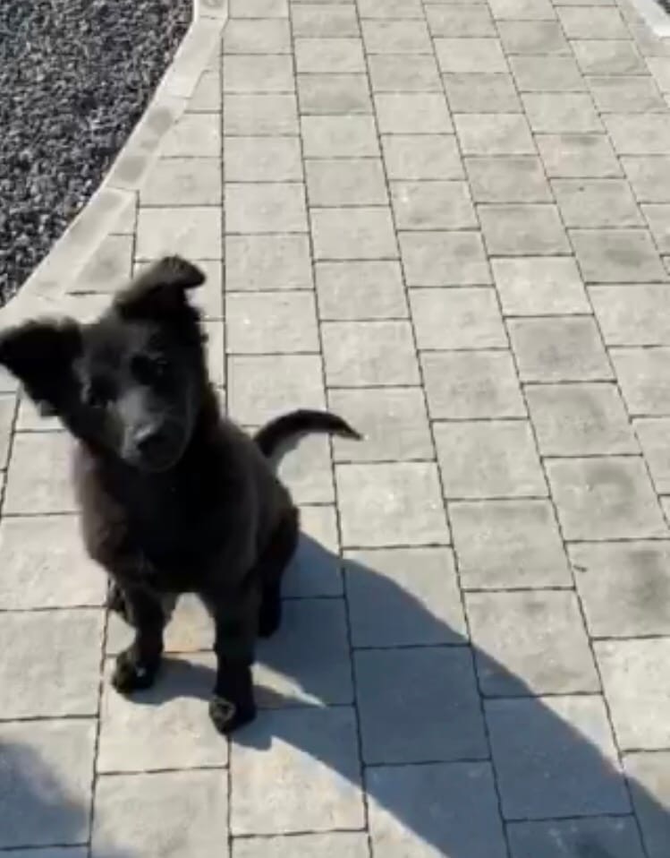 pet 10