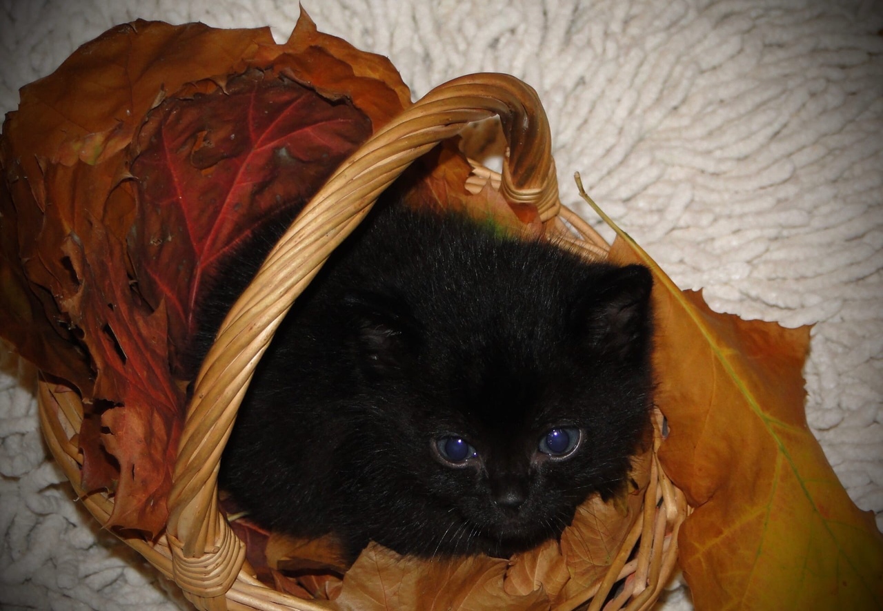 pet 11