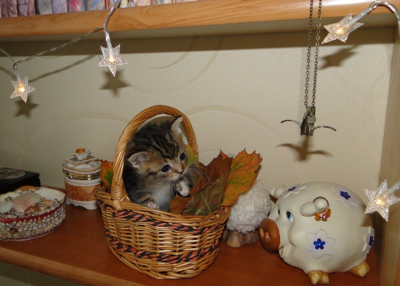 pet 12