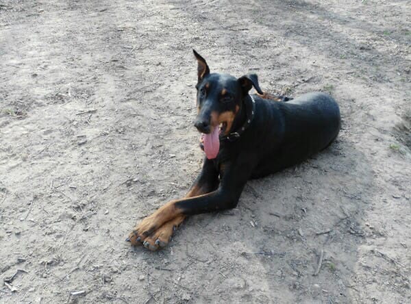 pet 3