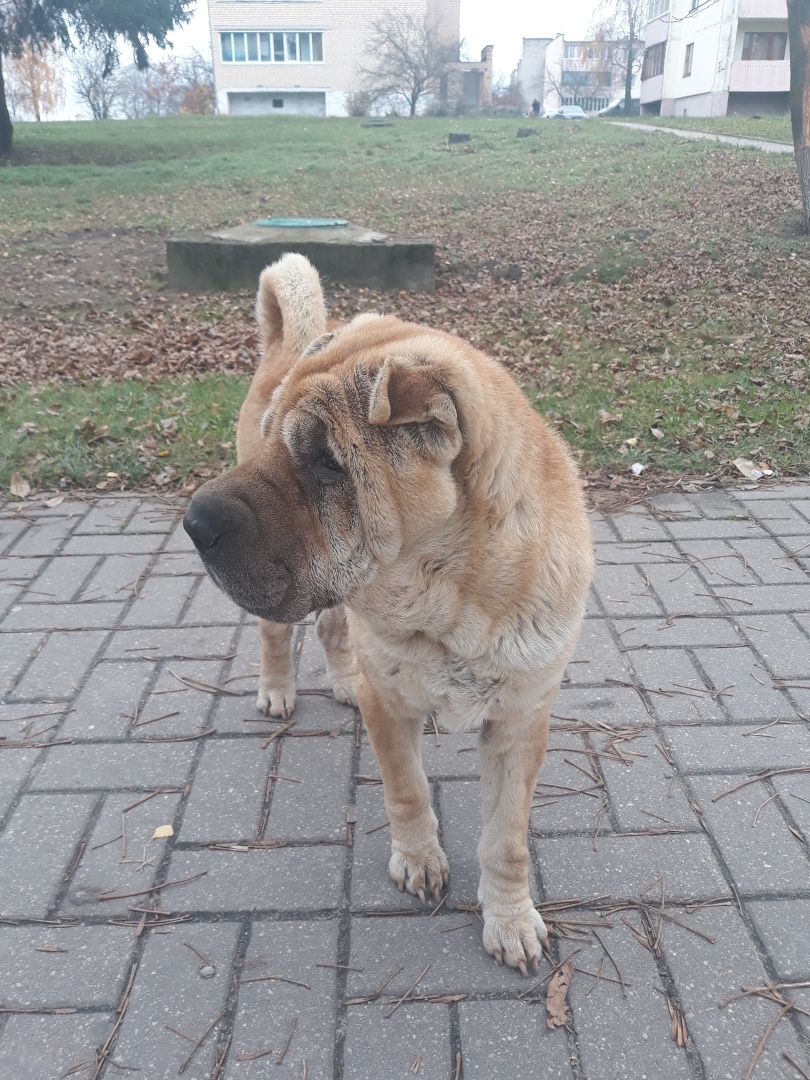pet 4