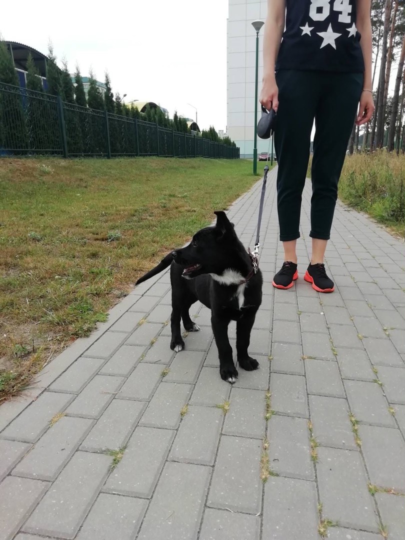 pet 7