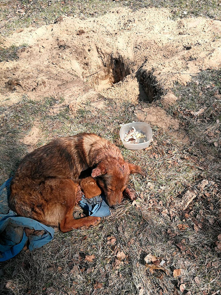 dog 1