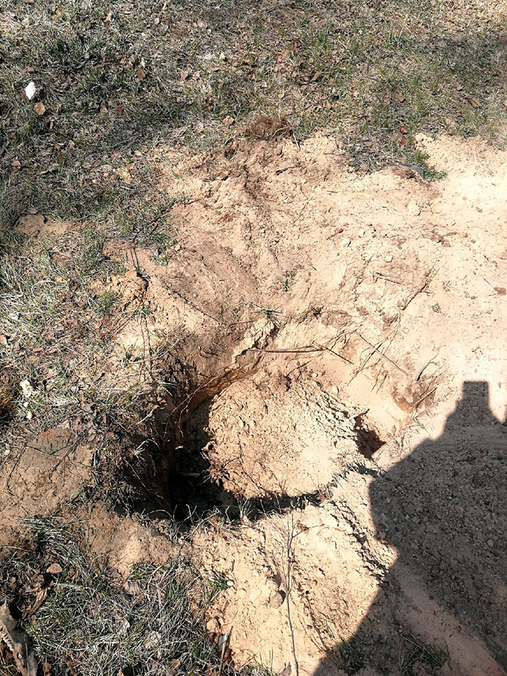 dog 2