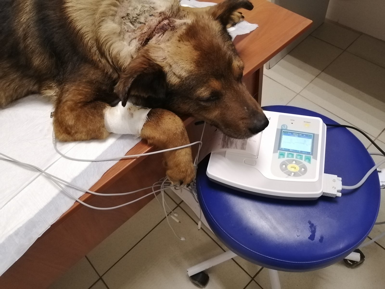dog 1