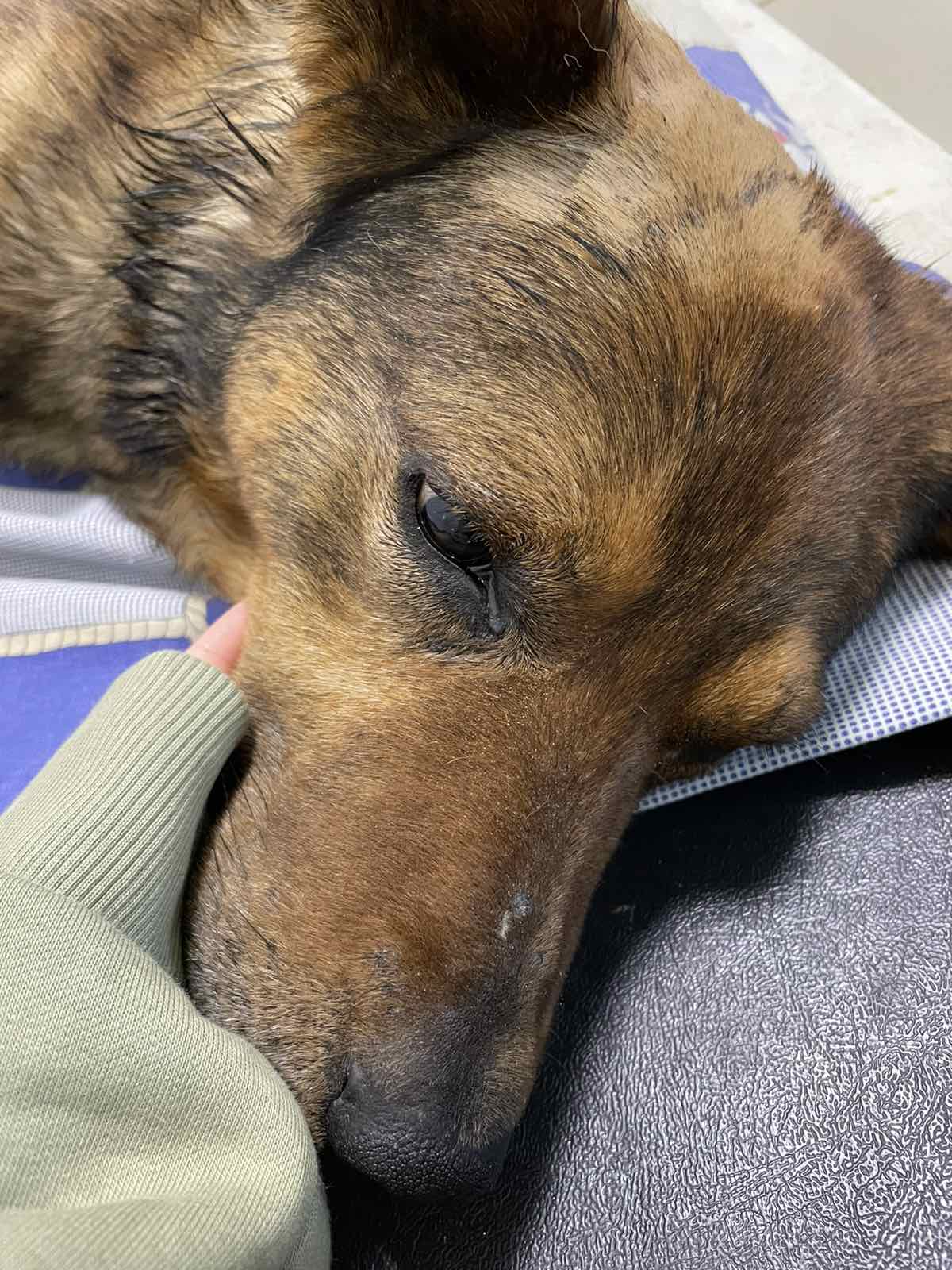 dog 3