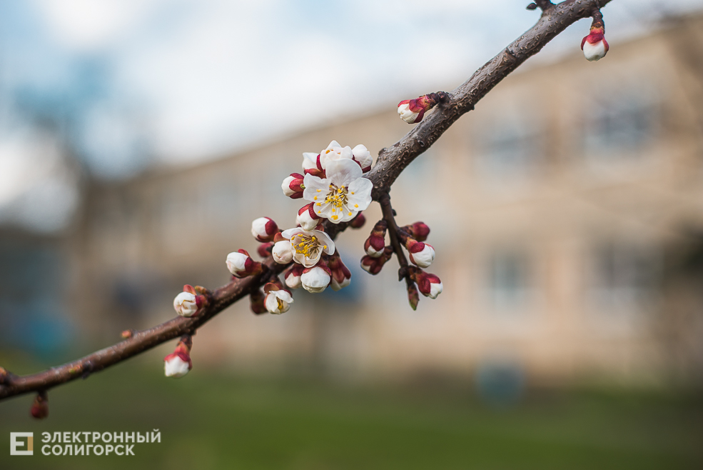 дворик