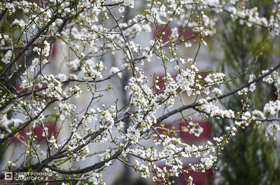 Spring 37