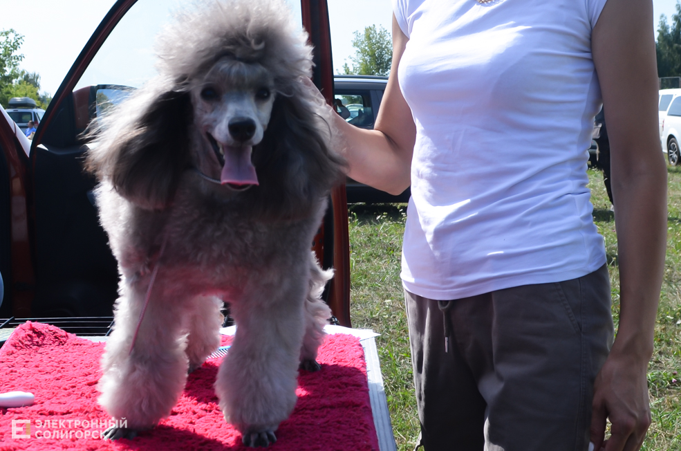 Dog 10