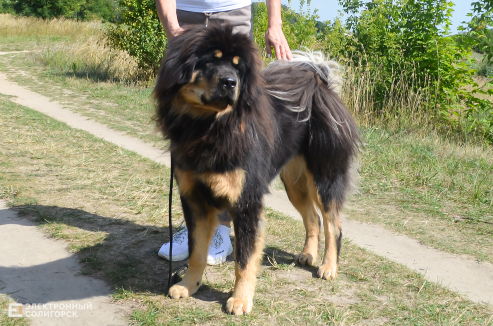 Dog 11