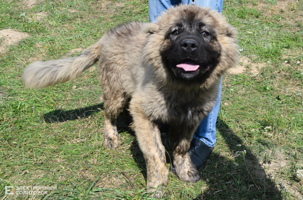 Dog 12