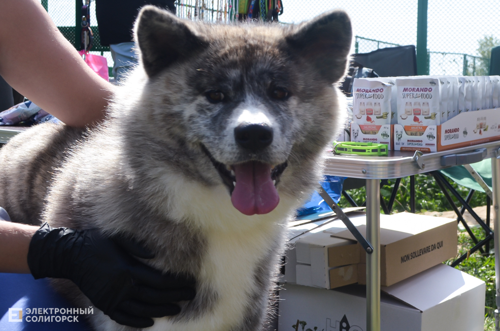 Dog 13