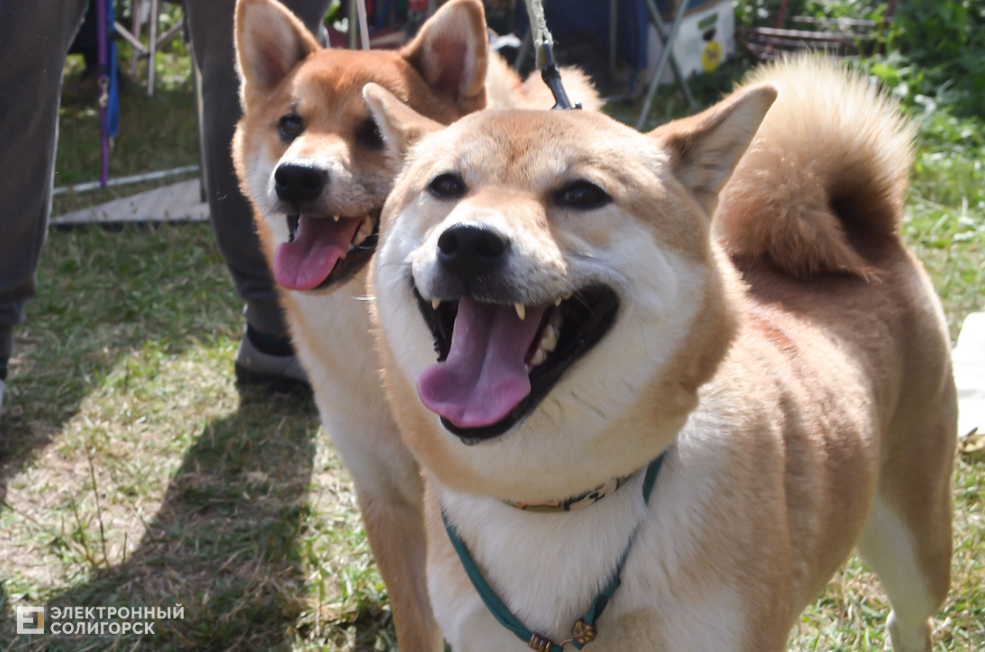 Dog 14