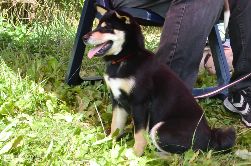 Dog 15