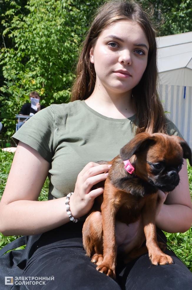 Dog 17