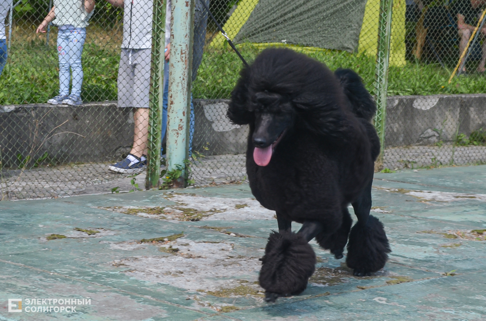 Dog 23