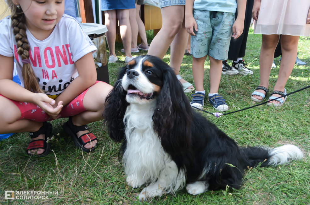 Dog 28