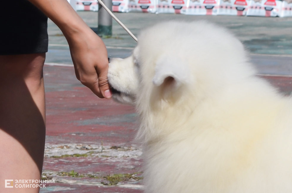 Dog 3