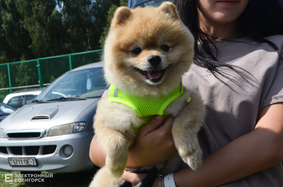 Dog 31
