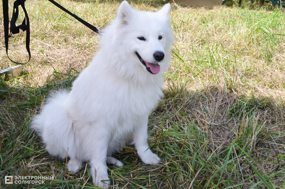 Dog 32
