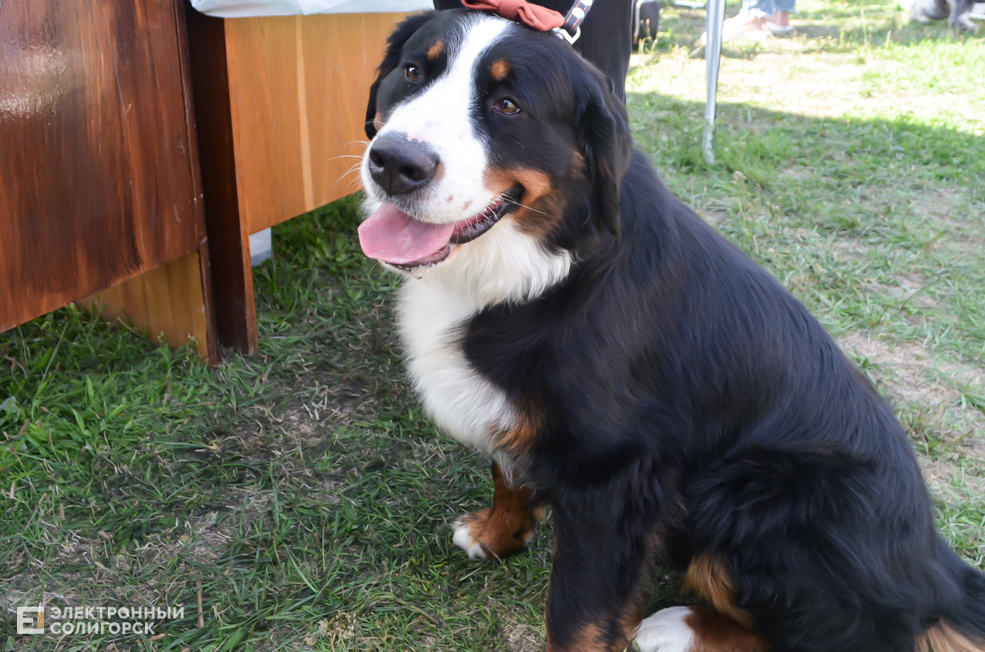 Dog 38