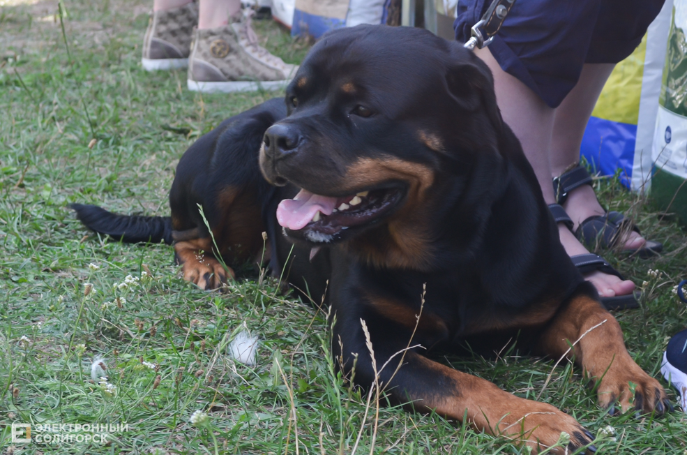 Dog 4