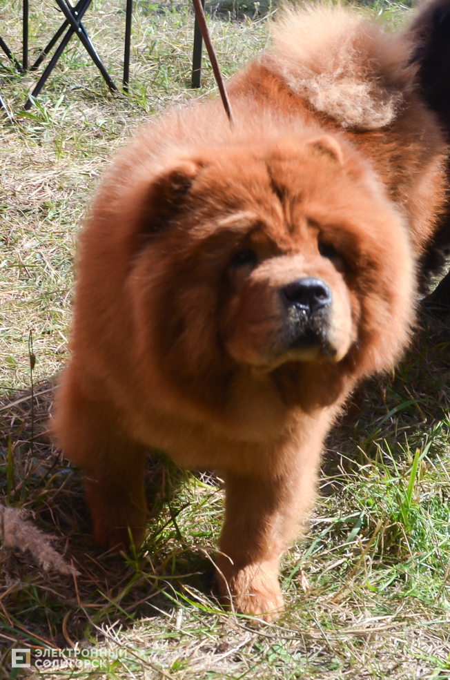 Dog 5