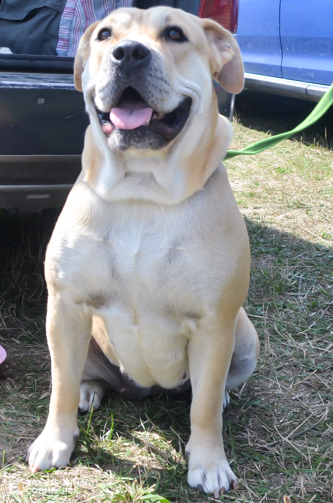 Dog 8