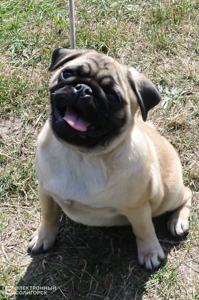 Dog 9