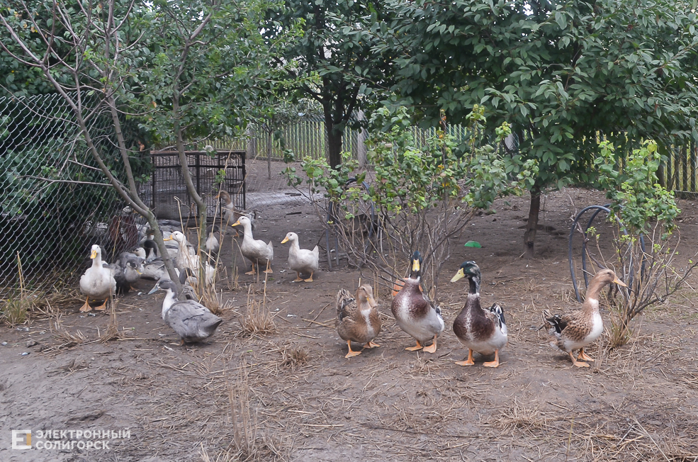 Fermery 37