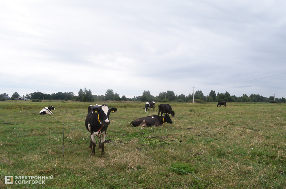 Fermery 6