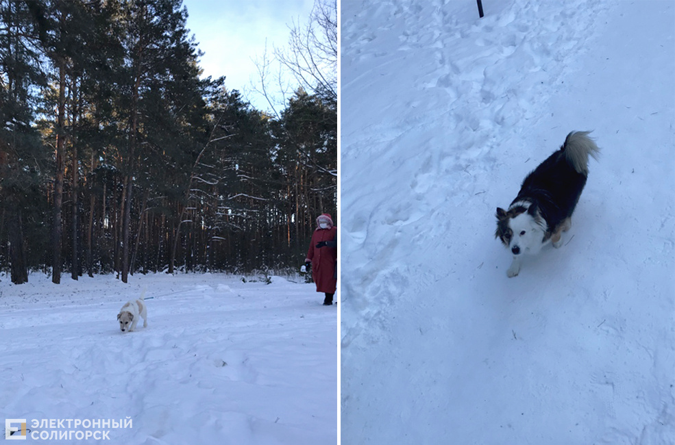 dog 2