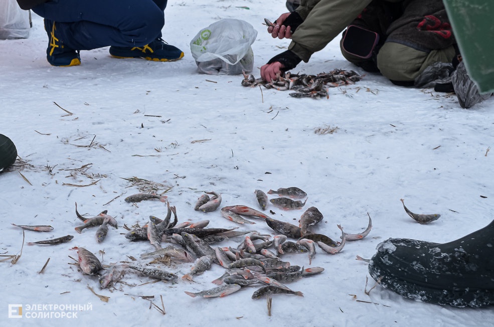 Fish 18