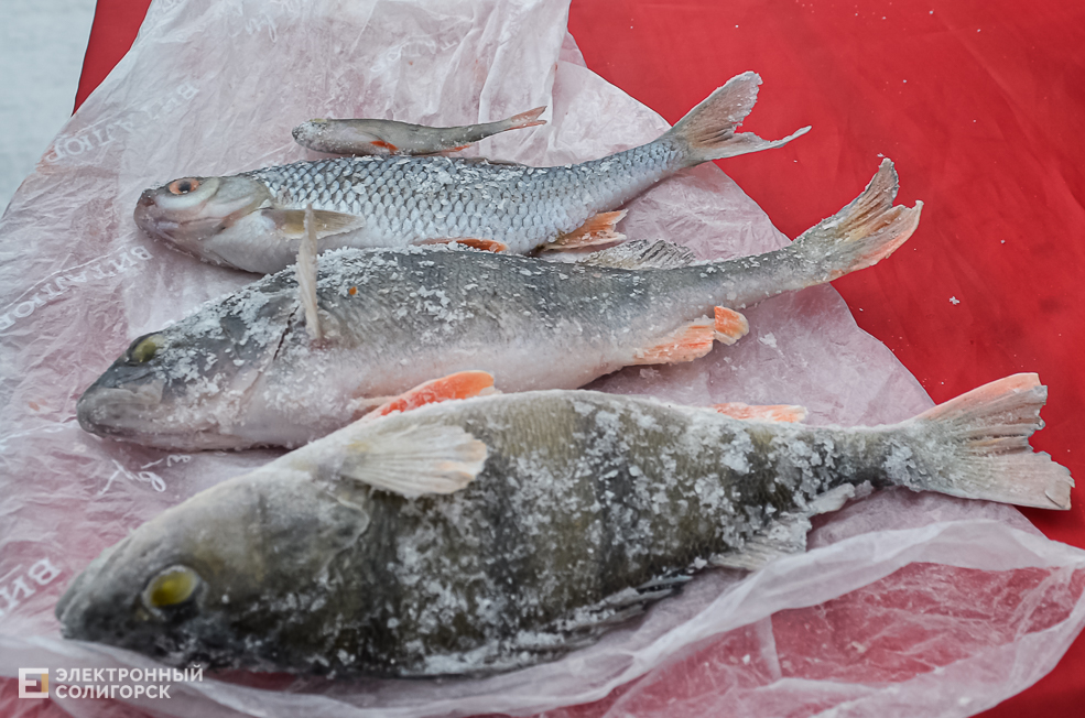 Fish 21