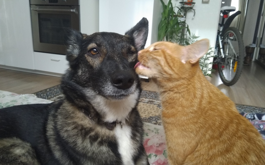 cat 2