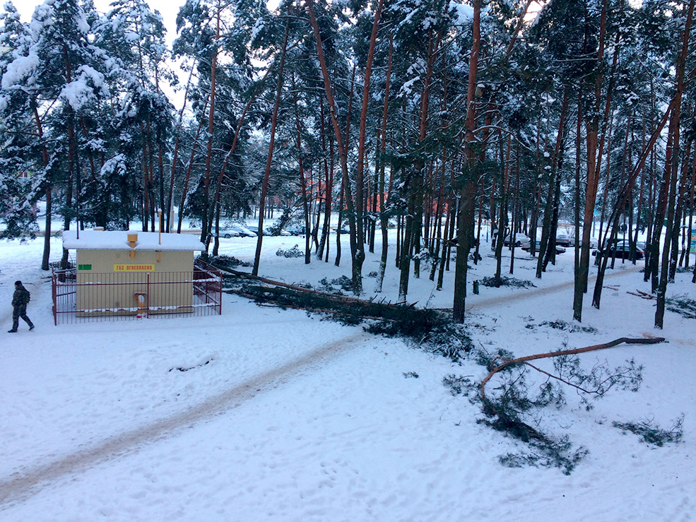 trees 4