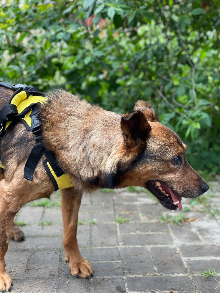 Dog Malysh 4