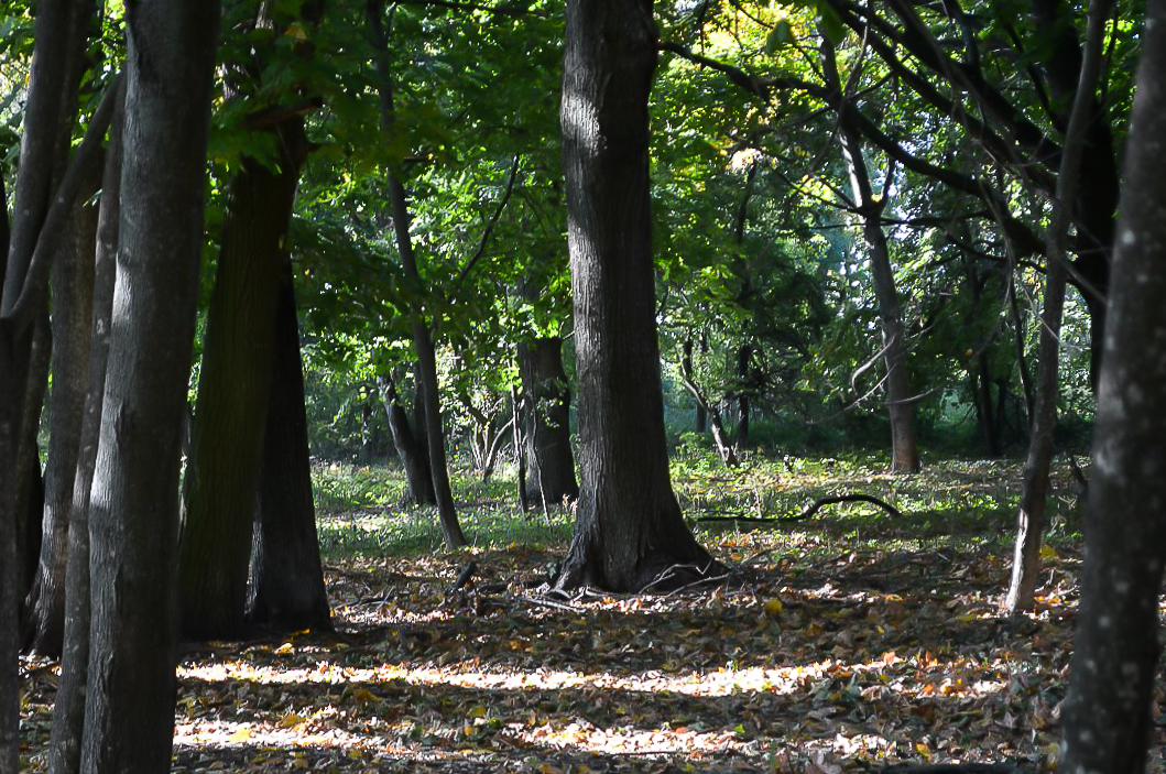Park 16