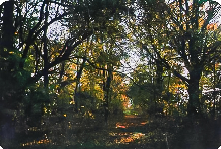 Park 6