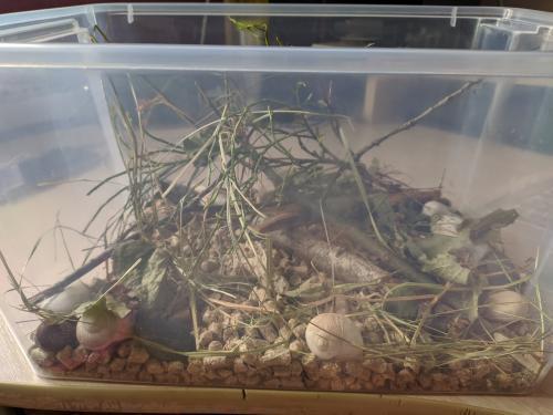 pet 1