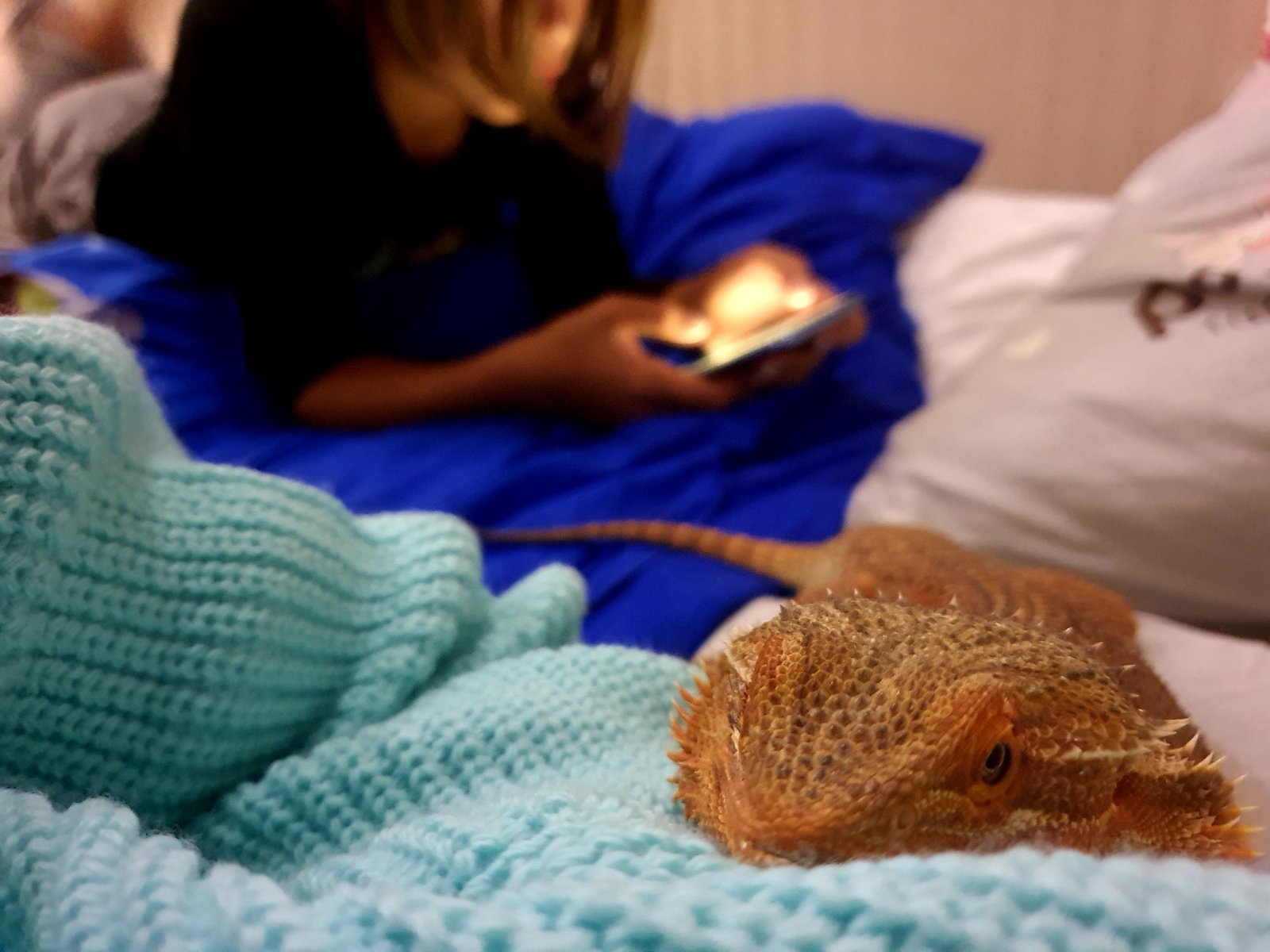 pet 3