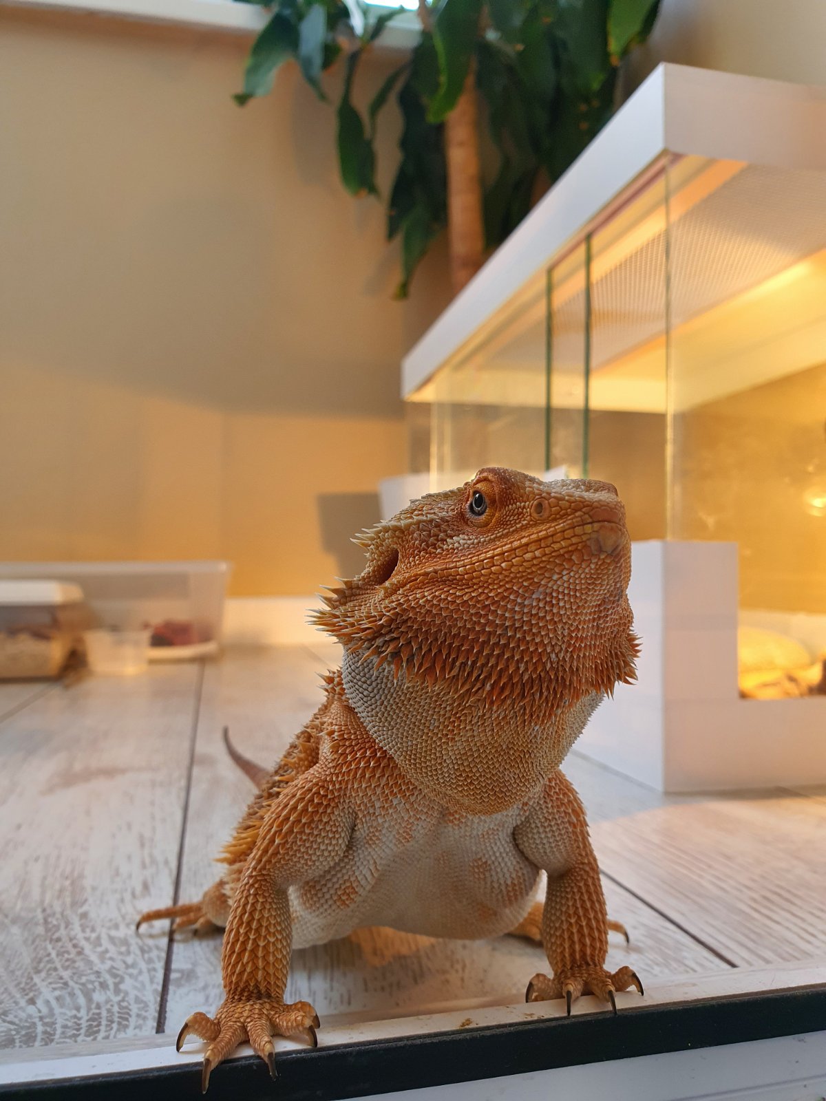 pet 4
