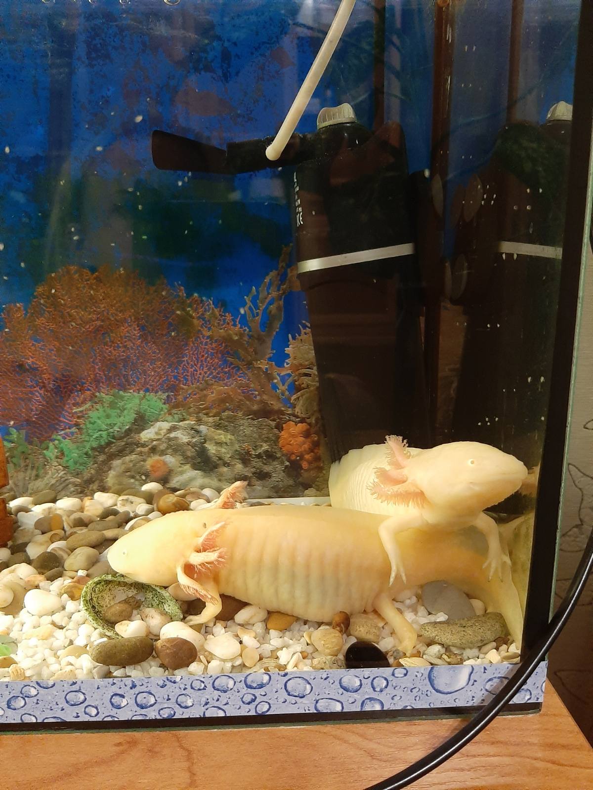 pet 6